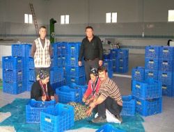 Zeytin Rekoltesinin Düşmesi Üreticileri Üzdü