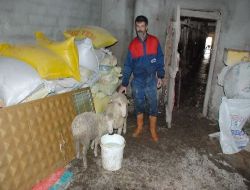 Keşan'da Sel Baskını: 14 Hayvan Telef Oldu!