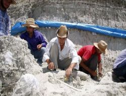 Fillerin Atası Kabul Edilen Mastadon Fosilleri Rum Kilisesi'nde Sergilenecek