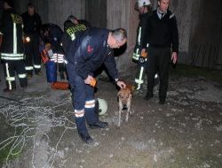 İnşaat Halindeki Binanın Asansör Boşluğuna Düşen Köpeği İtfaiye Kurtardı