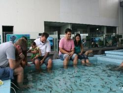 Sivas'ın Doktor Balıkları Filipinler'de