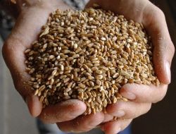 Rusya Tahıl Ürünlerine Yüzde 30 Zam Bekliyor