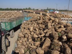 Elbistan Şeker Fabrikası Pancar Alımında Son 10 Yılın Rekorunu Kırdı