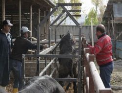 Anguslara Kasko Yapıldı, Besici Telef Olan Hayvanın Parasını Sigortadan Alacak
