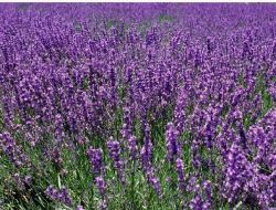 Sdü, Aromatik Bitkilerden Sağlık Parkı Oluşturdu