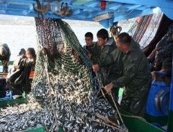 Balıkçılar, Yeni Av Sezonunda Umduklarını Bulamadı