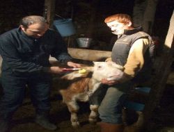 Sarıkamış'ta Büyükbaş Hayvan Küpeleme Çalışmaları Başladı