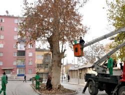 2 Asırlık Ağaç Koruma Altına Alındı
