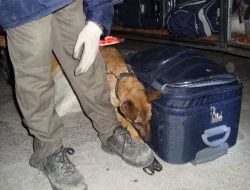 Uyuşturucu Kuryesi, 10 Kilo Esrarla Yakalandı