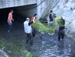 Yassıada'dan 'kaçan' Somonları Vatandaşlar Derede Topladı