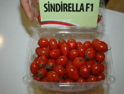 Çocuklara Özel Sindirella Domatesi Fuarda Görücüye Çıktı