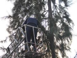 Köpek Korkusuyla Çıktığı Ağaçtan İnemeyen Kediyi İtfaiye Kurtardı