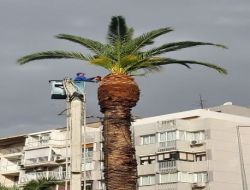 Konak'ta Ağaçlar Kışa Hazır