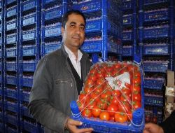 Domateste İhracat Kapıları Açıldı; Fiyatın Artması Bekleniyor!!