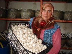 Ramazan'da Mantar Tüketimi Artıyor