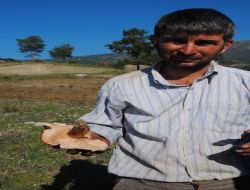Uzmanlar, Mantar Zehirlenmelerine Karşı Vatandaşları Uyardı