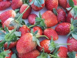 Türkiye'de İlk Kez Üretilen Bio Organik Çileğin Hasadı Başladı