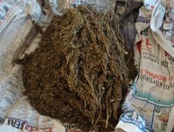 Alaplı'da 1 Kilo Esrar Ele Geçirildi!