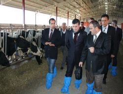 Balıkesir Valisi Arslan, Hayvancılık İşletmelerini İnceledi