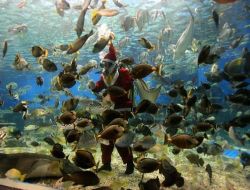 Noel Baba Akvaryuma Düştü