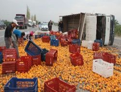 Kamyonet Devrilince 10 Ton Mandalina Yola Savruldu