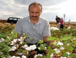 Araban'da Yılın İlk Pamuk Hasadı Gerçekleştirildi