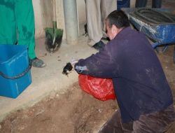 Hastane Çalışanları, Yağmur Borusuna Düşen Kedi İçin Seferber Oldu