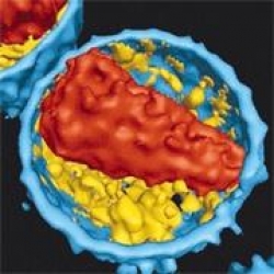 Yüzde 80 Öldüren  Yeni Virüs