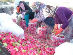 Turp İşçileri Soğuk Havada Suyun İçinde Çalışıyor