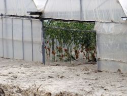 Dereler Taştı, Fethiye'de Bin Dönüm Sera Alanı Sular Altında Kaldı