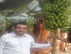 Türkiye'de Üretilen Muzunun Raf Ömrü Bir Aya Çıkartılacak