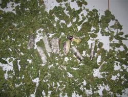 Suçüstü Yakalanan Esrar Satıcısı Tutuklandı