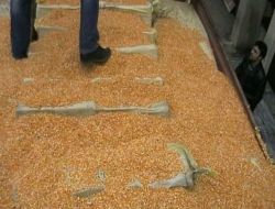 Mısır Arasında Gizlenen 72 Bin Paket Sigara Ele Geçirildi!