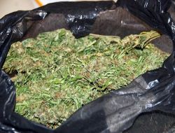 Şanlıurfa'da 45,5 Kilogram Esrar Ele Geçirdi!