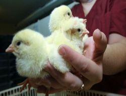 Rusya'da 300 Bin Civciv Buzda Ölüme Terk Edildi!