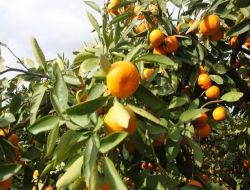 Mandalina Dalında 25 Kuruş, İstanbul'da 2 Lira
