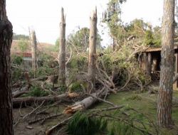 Fırtınanın Devirdiği Ağaçlar İhaleyle Satılacak!