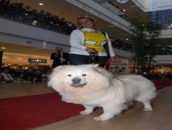 Antalya'da Köpek Güzellik Yarışması Düzenlendi