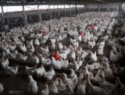 Protestolarda Yumurta Kullanılması Alın Teri Döken Üreticisini Üzüyor!.