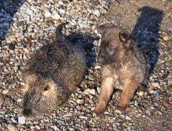 Dev Fare Görenleri Hayrete Düşürdü