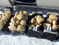 Narkotik polisi tarladan iz sürerek zehir tacirlerine ulaştı!