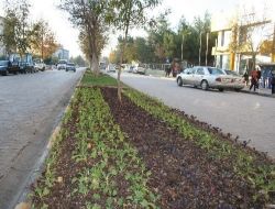 Kilis Belediyesi, Cedde Ve Sokakları Çiçeklerle Süsledi