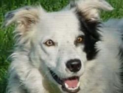 Amerikalı Psikologlar Bir Köpeğe 1022 Nesnenin Adını Öğretti