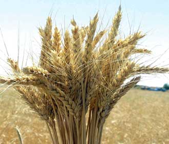 Buğday 'bağımsızlık' demek!
