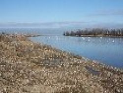 Ordululara Göre Bu Yıl Gelmeyen Kuğular Ordu'ya Küsmüş