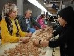 "yerfıstığı Ceyhan'ın Ana Gelirlerinden Birini Oluşturuyor"