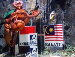 Endonezyalılar Asya Kupasını Ahtapota Sordu