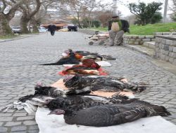 Yılbaşı Hindileri İlgi Görmedi