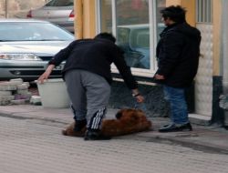 Başıboş Köpeğin Isırdığı Vatandaş Tedavi Altına Alındı
