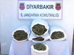 Jandarma Ekipleri, Diyarbakır'da 72 Kilo Esrar Ele Geçirdi!